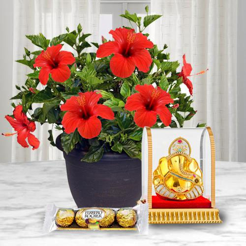 Flowering Hibiscus Plant With Ganesh Idol N Chocolate To Kolkata Free Shipping