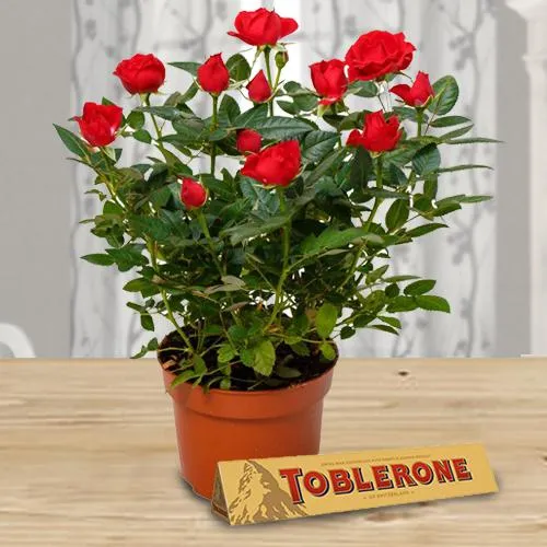 gorgeous present of red rose plant with yummy chocolate Delivery in Kolkata  - KolkataOnlineFlorists