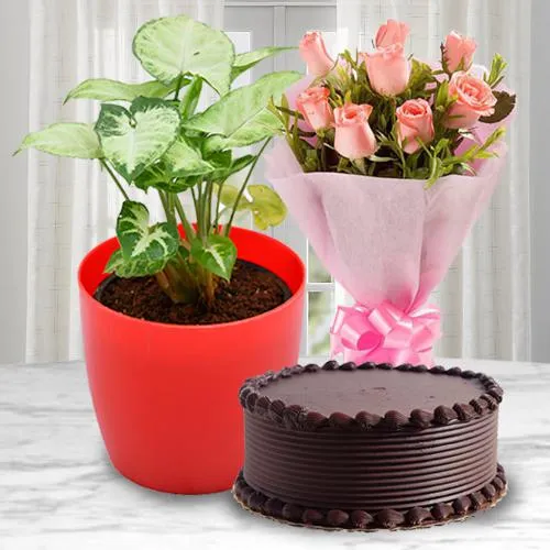 Money Plant n Cake Combo | Hyderabad Flower Gifts