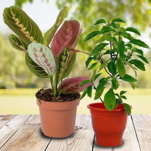 Buy Jade Plant (Mini) in 3 Inch Pot with one gift pot | Good Luck Plant For  Vastu By India Gardening Online at Best Prices in India - JioMart.