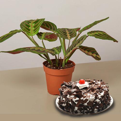 Bright Gift Of Indoor Maranta Prayer Live Plant With Cake To Kolkata Free Shipping