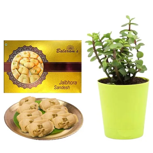 Remarkable Jolbhora Sandesh from Balaram Mullick with Jade Plant