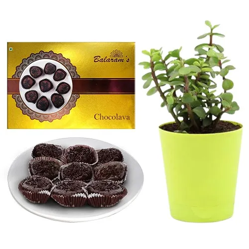 Lip-Smacking Gift of Chocolava from Balaram Mullick with Jade Plant