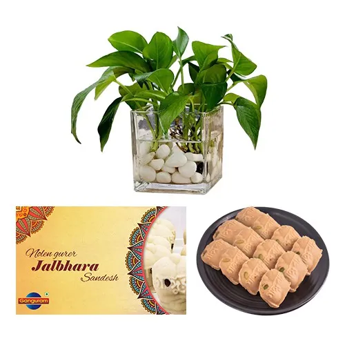 Lip-Smacking Nolen Gurer Jalbhara Sandesh from Ganguram with Money Plant