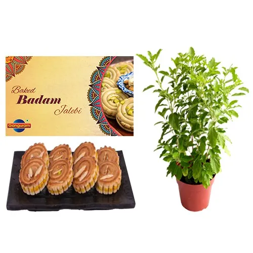 Sumptuous Baked Badam Jalebi from Ganguram with N Tulsi Plant