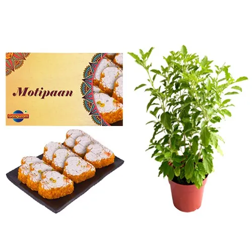 Amazing Gift of Motipaan from Ganguram with Tulsi Plant