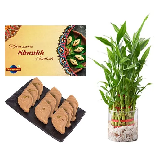 Delicious Nolen Gurer Shankh Sandesh from Ganguram with Lucky Bamboo Plant